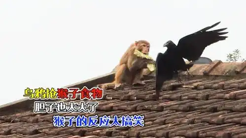大胆乌鸦偷猴子的食物,猴子的反应太搞笑,网友这下遇到对手了
