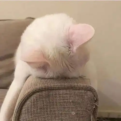 头像背景丨昨日种种皆成今我
