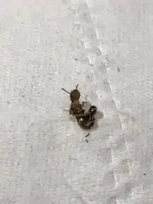这个是什么昆虫一直从墙上的小洞里爬出来聚在一起看着密集恐惧症还长翅膀翅膀还会掉求大神解疑
