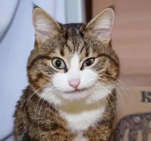 女子用小鱼干诱惑猫咪拍照,结果喵星人一下摆出了好几个搞怪表情,让人笑翻了
