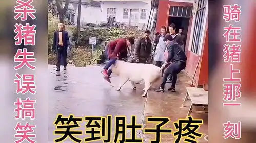 农村杀猪搞笑趣事,你们肯定经历过骑在猪上失误那一刻,笑死人了
