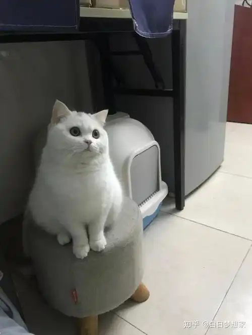 我家3000买的,说是纯白英短,第一次养猫不懂品相,是不是被骗了