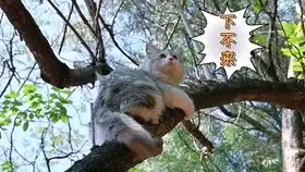 第一次见猫爬树
