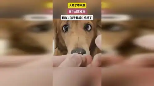 人老了不中用穿个线累成狗
