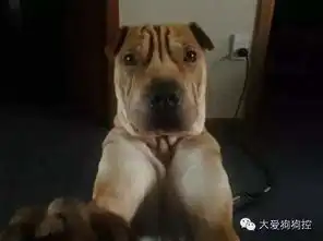 那些爱自拍的汪本狗拍的不是照片,是寂寞
