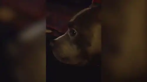 听到主人说话的声音,狗狗好委屈啊,这表情真是搞笑啊
