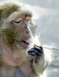 盘点全球搞笑动物猴子抽烟酷劲十足自然地理
