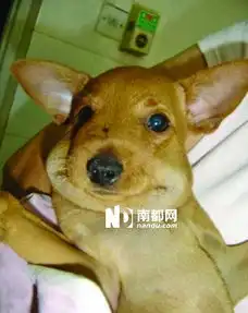 再也不吃蜜蜂了
