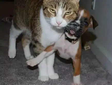 你们是猴子派来搞笑的吗爆笑囧图
