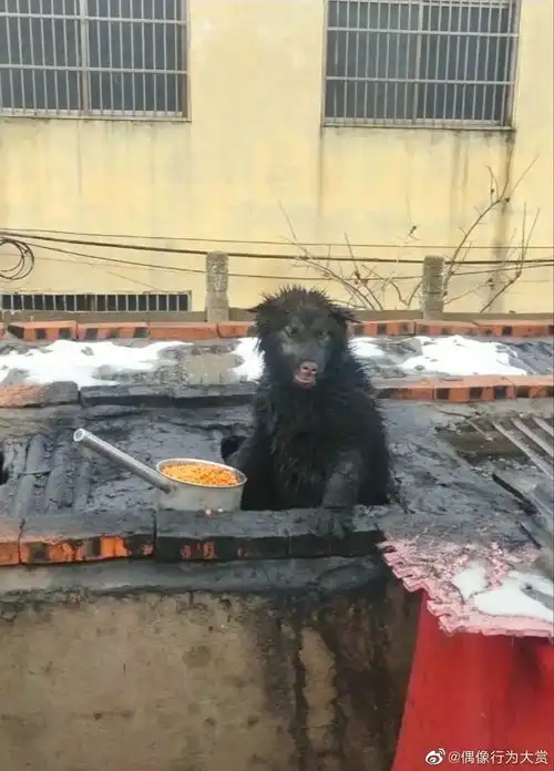 进来看看猜得出来这是什么
