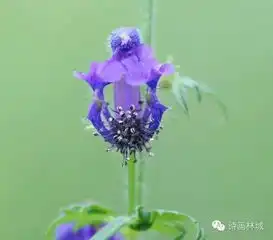 我和春天有个约会诗画林城邀您来赏花