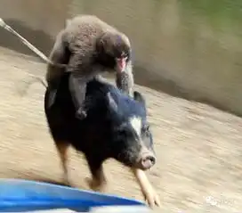 全球动物界搭便车奇闻
