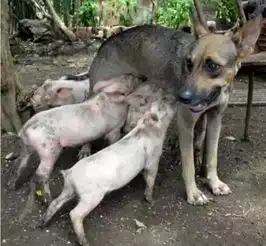 天蓬元帅发起飙来,就算哮天犬也要甘拜下风
