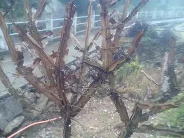 求此植物名有图片
