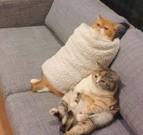 猫咪如何取暖铲屎官认为可爱的,对猫可能是伤害
