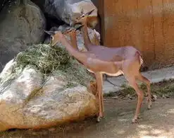 相关搞笑图片
