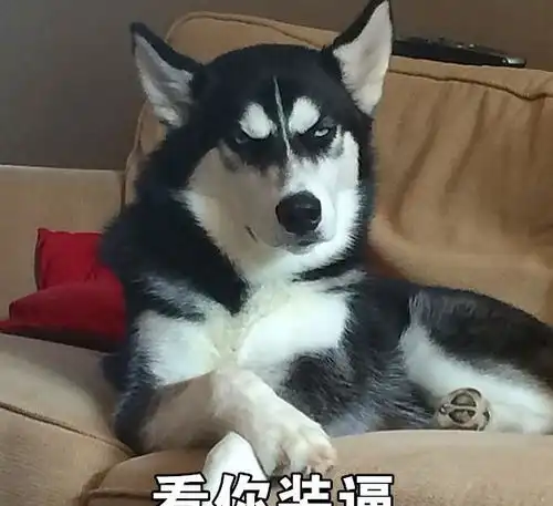 二哈在水里被金毛踩脚下,发出求救目光,主人在岸上笑出鼻涕泡
