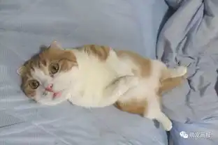 周末放松一下猫咪搞笑图片小集锦
