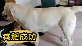 陪拉布拉多跑一公里,主人把自己累成狗了
