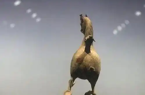 画好了妆却被爽约了怎么办,带着金鱼也要出去溜一圈哈哈哈
