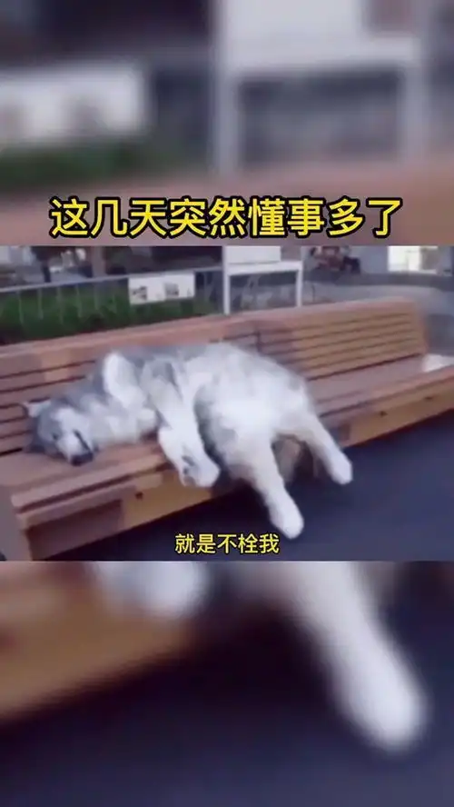 我可没有那么多的钱搞笑配音

