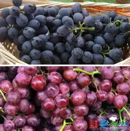 失眠吃什么好治疗更年期失眠的六款药膳粥
