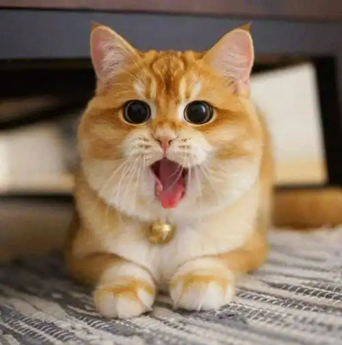 猫咪武力值排行榜top10,快来看看你家主子排第几