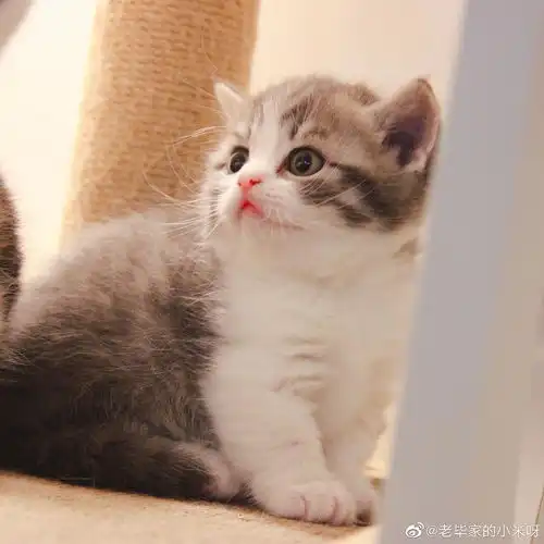 大家了解英短蓝虎斑加白这个品种吗