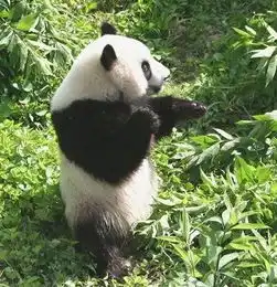 耍巴适端午节周边景区优惠信息汇总
