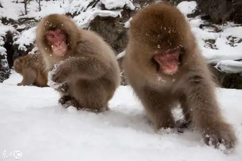 动物摄影欣赏在雪地上玩耍的猴子
