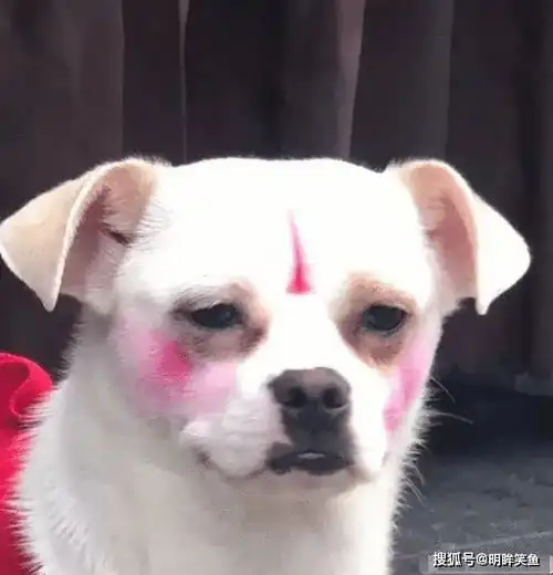 搞笑gif趣图今天是新手上路,我带个护身符带压压惊

