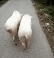现在学生胆子真大,这么破的裤子也敢穿真的是太优秀了
