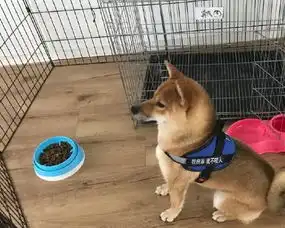 向往的生活4这么快就预定一嘉宾网友子承父业没毛病

