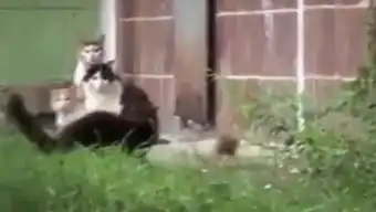 最搞笑猫眯集合
