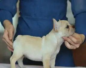 精品法国斗牛犬,各色可选,疫苗齐全,可上门选狗签协
