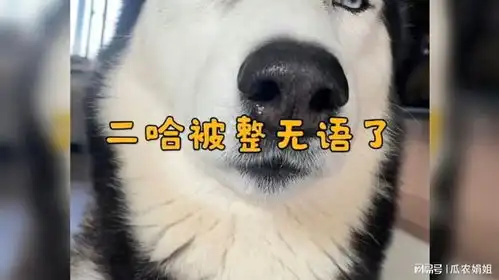 二哈搞笑锦集3
