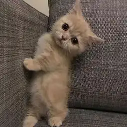 如果人生不吸几次猫,你好意思说你爱猫
