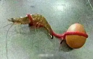 谁有虾扯蛋的图片

