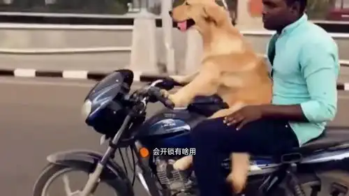搞笑配音动物千奇百怪的技能,鸟用舌头拧螺丝,狗狗骑摩托
