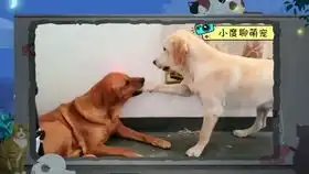 小毛驴从小跟狗狗一起长大,不料被狗狗带偏了,主人记录了搞笑一幕
