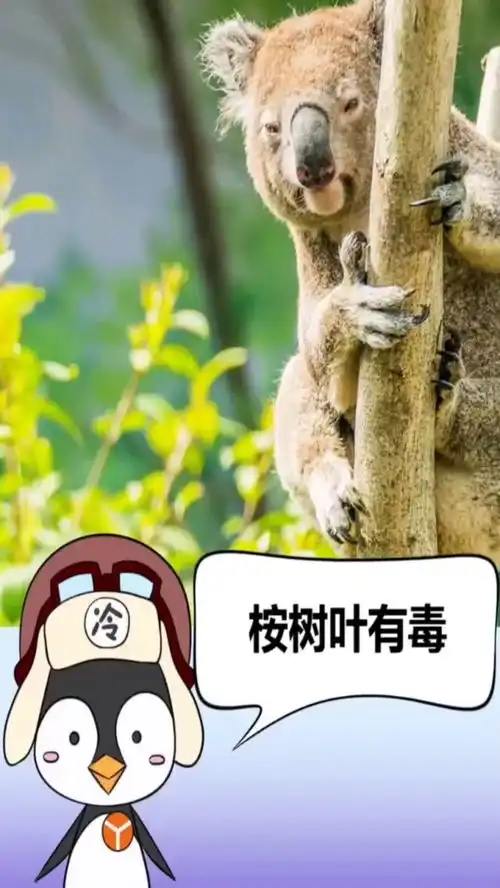 冷知识颠覆你对考拉的认识,真的太有趣了
