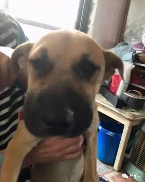 专门叮嘱狗子不要追蜜蜂,没想到它还是肿成猪头回来,笑喷
