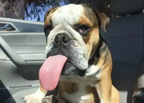 微笑斗牛犬睡到不成狗型,嘴边肉歪掉都没发现
