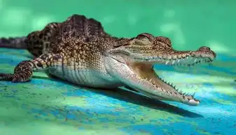 郑州这家集海陆空三栖生物的儿童乐园来了,100张亲子票免费送

