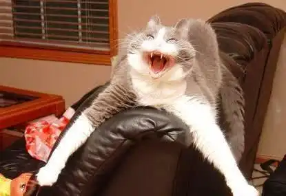 心情不好的时候,看看这10只搞笑的猫咪,喜感爆棚
