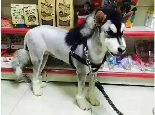 千万别为了好玩,瞎剃毛
