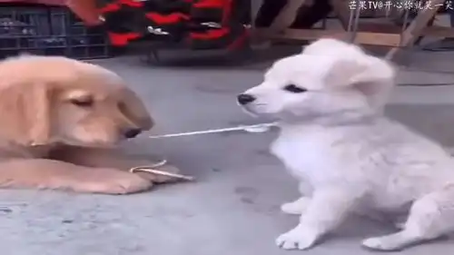 搞笑猴子也来配音了,山姆大叔也是醉了
