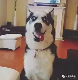 心疼这些二哈,年纪轻轻的,说秃就秃了
