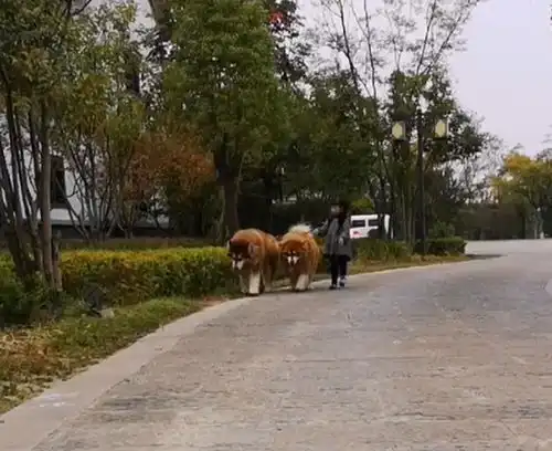 小女孩牵两只巨型阿拉斯加犬,在公园里霸气遛弯,网友不敢惹
