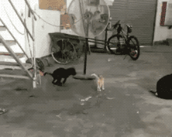 喵星人搞笑动图gif
